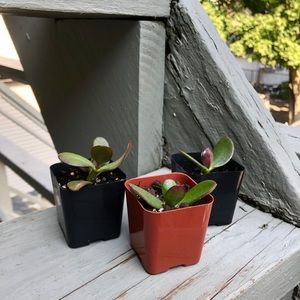 Young, Rooted Jade Plants